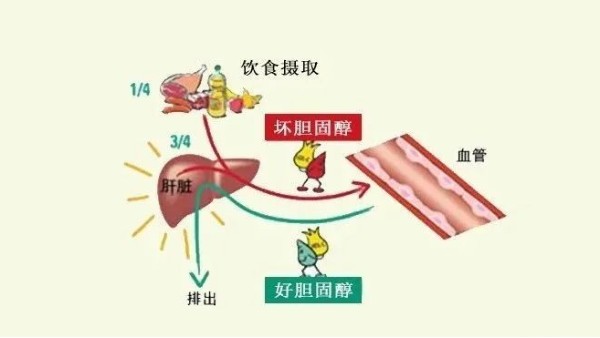 “壞膽固醇”越低越好？超過這個(gè)數(shù)小心影響大腦