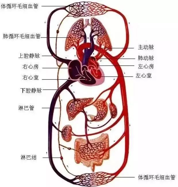 水蛭素、微循環(huán)、轉(zhuǎn)氨酶、消化不良